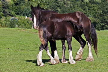 Obraz premium Shirehorse Stute mit Fohlen