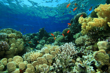 Naklejka na ściany i meble Tropical Coral Reef