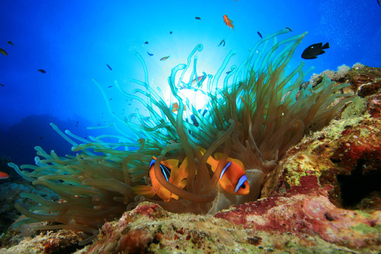 Anemone and pair of Red Sea Anemonefish