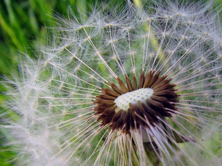 Dandelion