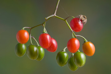Spider on berries