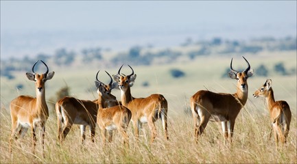 Group of antelopes the impala.