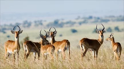 Poster Group of antelopes the impala. © Uryadnikov Sergey