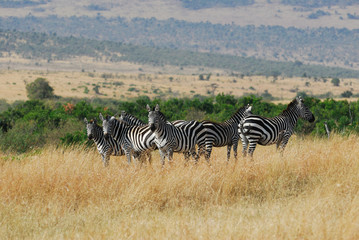 Obraz premium Zebras herd in Masai Mara