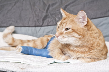 Fototapeta na wymiar Cat Ginger z złamaną nogą