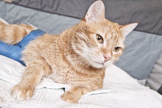 Ginger Cat With Broken Leg