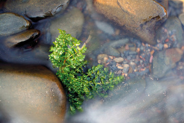 Río de los Ángeles, Sauceda