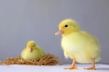 ducklings
