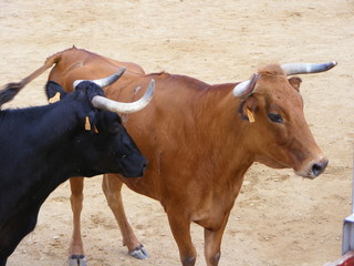 Pareja de vacas