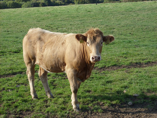 Fototapeta premium Cow in field