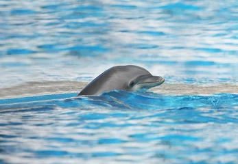 Cercles muraux Dauphins dauphin