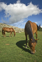 Corsica: cavalli al pascolo sul lago di Nino