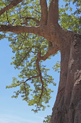 Baobab africain