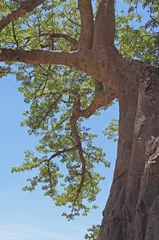 Cercles muraux Baobab Baobab africain
