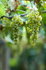 grapes hanging from vine in vinyard