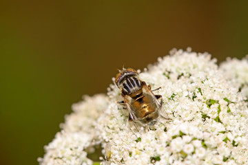syrphidae insects