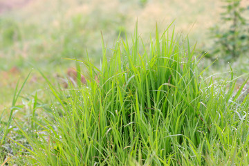 Obraz premium green weeds