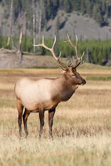 Naklejka na ściany i meble Majestic Bull Elk