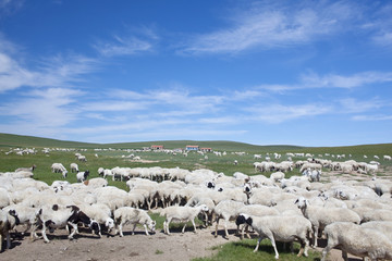 Obraz premium sheep herd