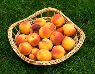 Ripe peaches in the basket on the grass