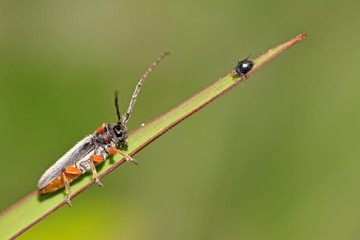 coleoptera cerambycidae insects