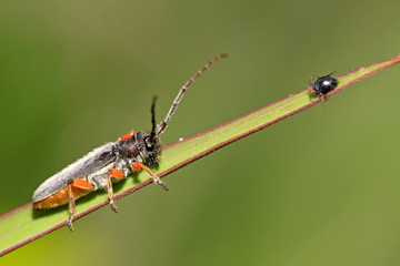 coleoptera cerambycidae insects
