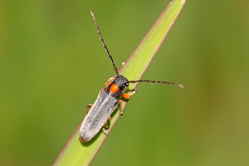 coleoptera cerambycidae insects