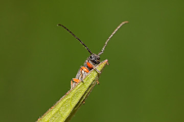 coleoptera cerambycidae insects