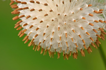 Naklejka premium plant seeds