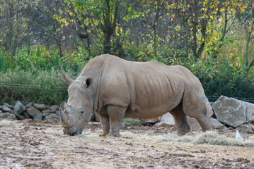 Obraz premium Large Rhino