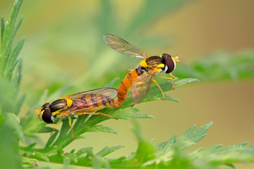 syrphidae insects