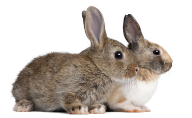 Portrait of European Rabbits, Oryctolagus cuniculus, sitting