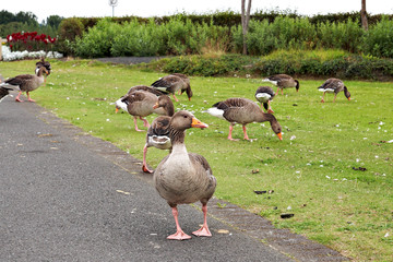 Geese on the village street