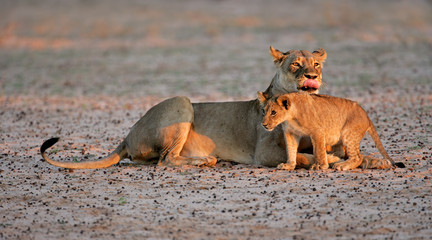 Lioness with cub, South Africa