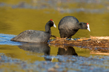 Nesting redknobbed coots
