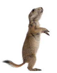 Black-tailed prairie dog, Cynomys ludovicianus, standing