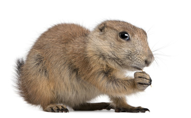 Black-tailed prairie dog, Cynomys ludovicianus, sitting