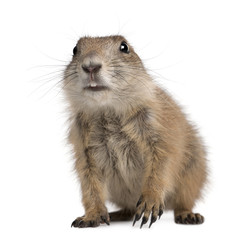 Black-tailed prairie dog, Cynomys ludovicianus, sitting