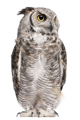 Great Horned Owl, Bubo Virginianus Subarcticus