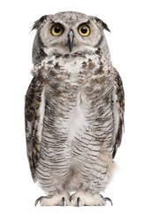 Great Horned Owl, Bubo Virginianus Subarcticus
