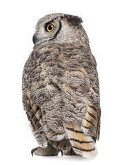 Naklejka premium Rear view of Great Horned Owl, Bubo Virginianus Subarcticus
