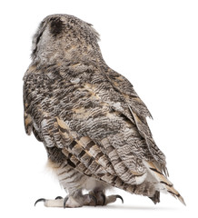 Rear view of Great Horned Owl, Bubo Virginianus Subarcticus