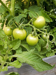 Green tomatoes