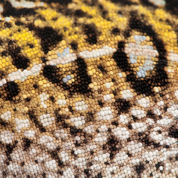 Close-up of Young Panther Chameleon skin, Furcifer pardalis