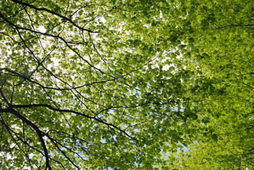 Forêt au printemps