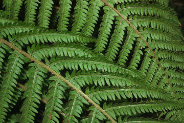 Fern