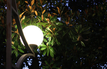 Electric illumination