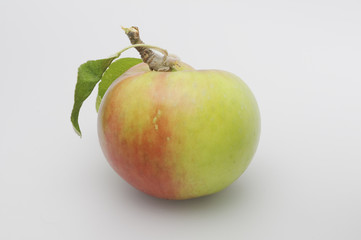 Fresh apple studio isolated  on white