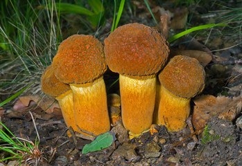 Mushrooms (Leccinium extremiorientale) 1
