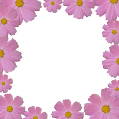 Pink daisy frame on white background
